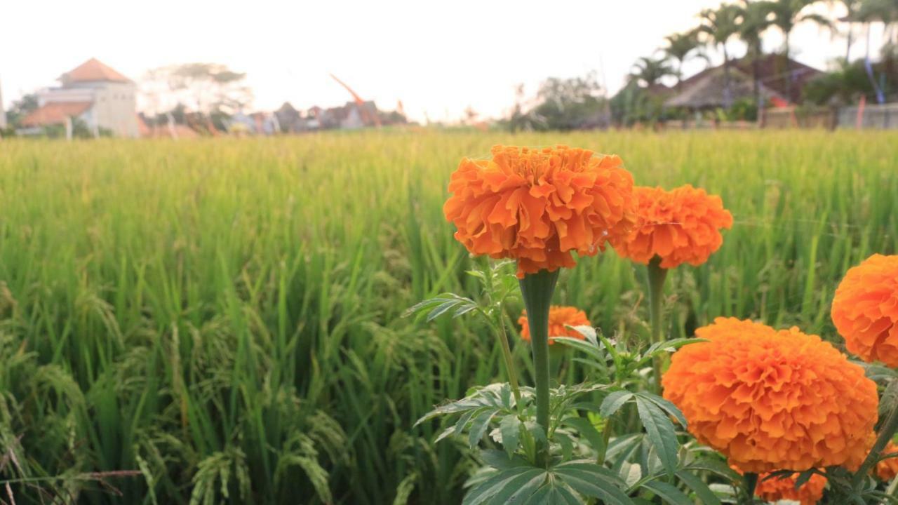 Villa Padi Canggu  Luaran gambar